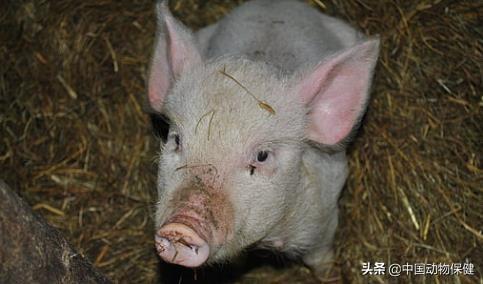 农业农村部最新存栏数据：生猪存栏跌破41%！