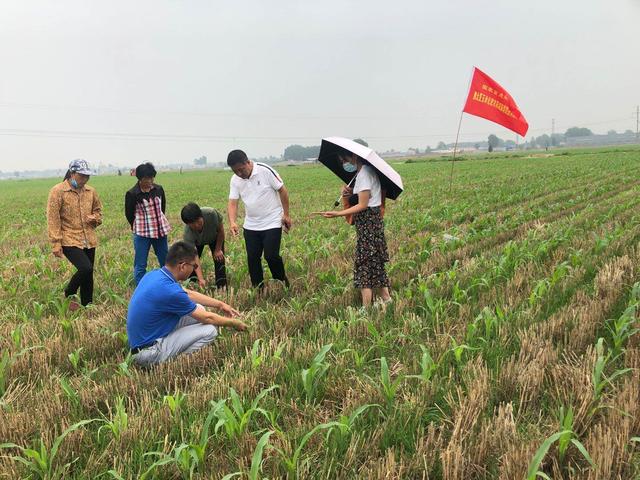 减肥减药减投入，增产增收增效益