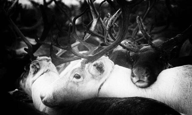 万年|西伯利亚正经历八万年一遇高温 致命病毒细菌或被释放