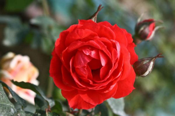 99朵玫瑰花的含义