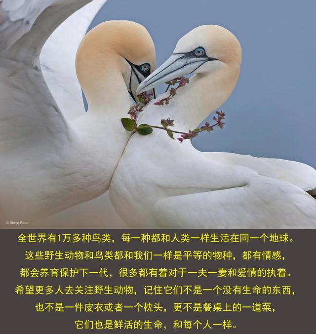 大师评图VOL.101 | 真爱如鸟