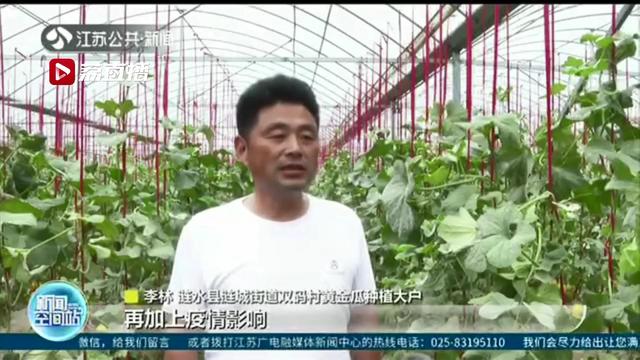 金瓜：盼您施援手 涟水县双码村16万斤黄金瓜滞销
