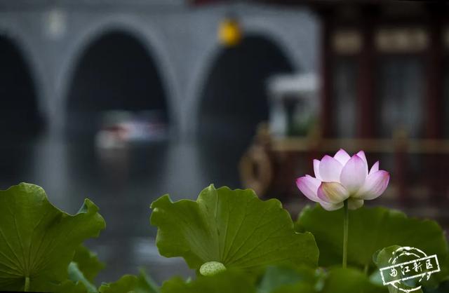 曲江卧莲台，一池荷花醉夏天