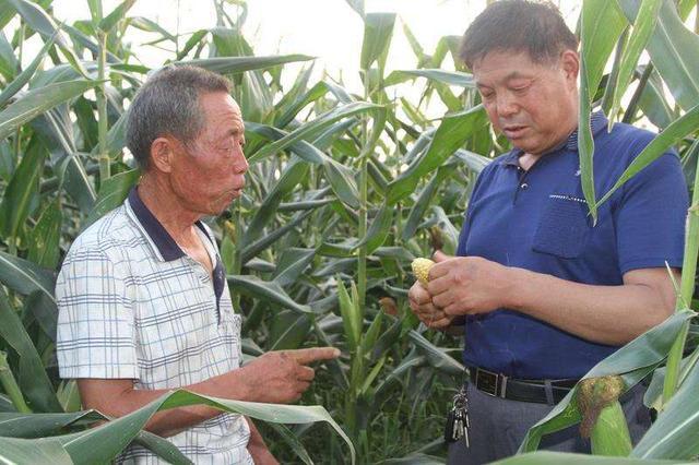 合陽(yáng)縣：搭起葡萄架 蹚出致富路（組圖）