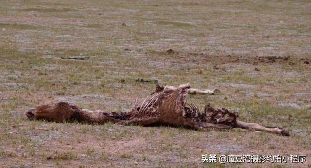 可可西里没有海，信仰不会死，但是人会