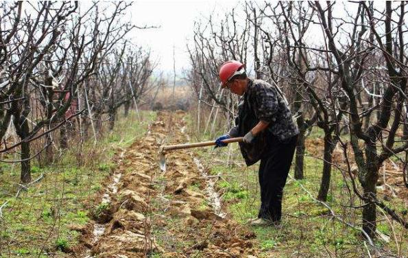 苹果树施肥的7个误区，你中招了几个？解决方法看这里