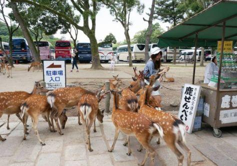 新冠病毒肆虐全球 印度惊现泡牛屎疗法 网友惊叹
