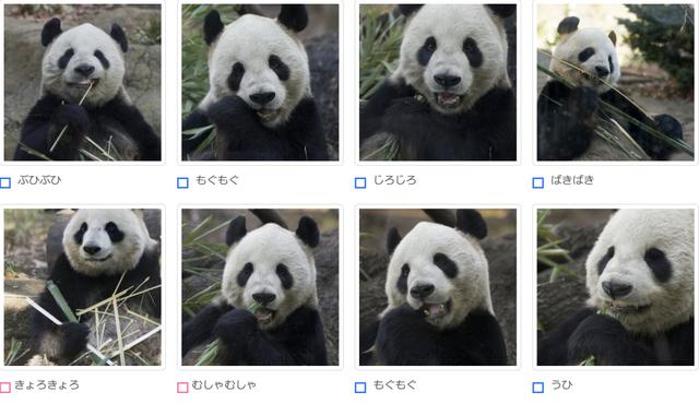 想和熊猫结婚、为看熊猫放弃妹妹婚礼！网友：