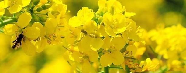 油菜種子怎么種