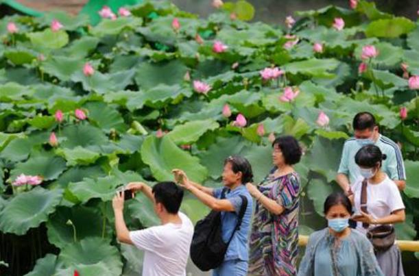 睡莲|广州七蒂睡莲拟申请吉尼斯世界纪录 网友：快拜一拜求好运