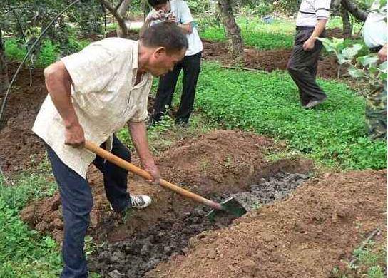 苹果树施肥的7个误区，你中招了几个？解决方法看这里