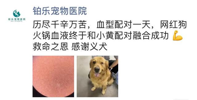 没错，狗也能献血，但被“人”喷闲得慌，说狗不配人的待遇