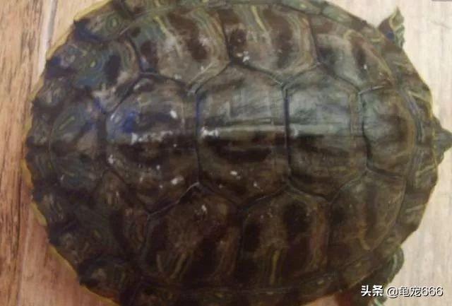 为什么我家乌龟背壳上有白斑?_吴泽涛-我是行家回答