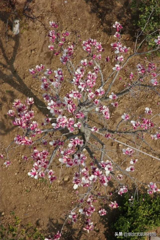 煙臺(tái)唯一現(xiàn)房現(xiàn)證花園獨(dú)棟獨(dú)“墅”一“幟”