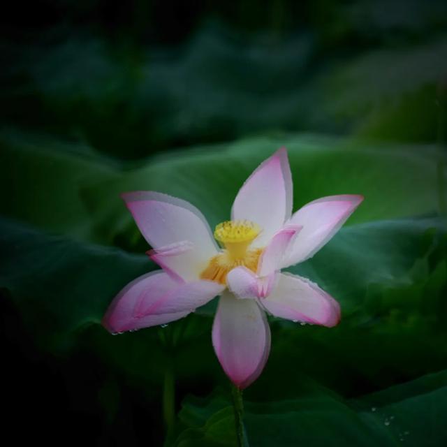 「一波」今日小暑 来一波和小暑有关的唯美图片发朋友圈