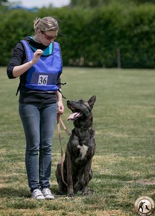 家庭训犬，16个训犬的口令及手势