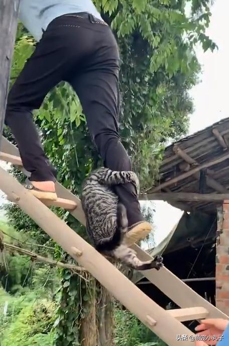 紧抱|猫咪被救时紧抱救援人小腿 哈哈哈小猫也太惜命了