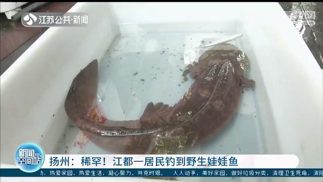 扬州居民钓到野生娃娃鱼 当场拒绝他人5千元收购并报警