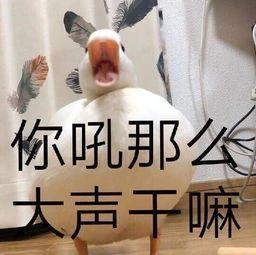 7.24 | 表情包来啦