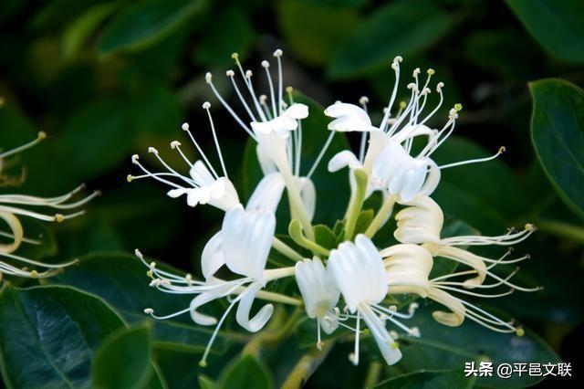 大奖等你拿！第四届“沂蒙花海、金银花乡”金银花暨农民丰收主题摄影大赛征稿开始了……