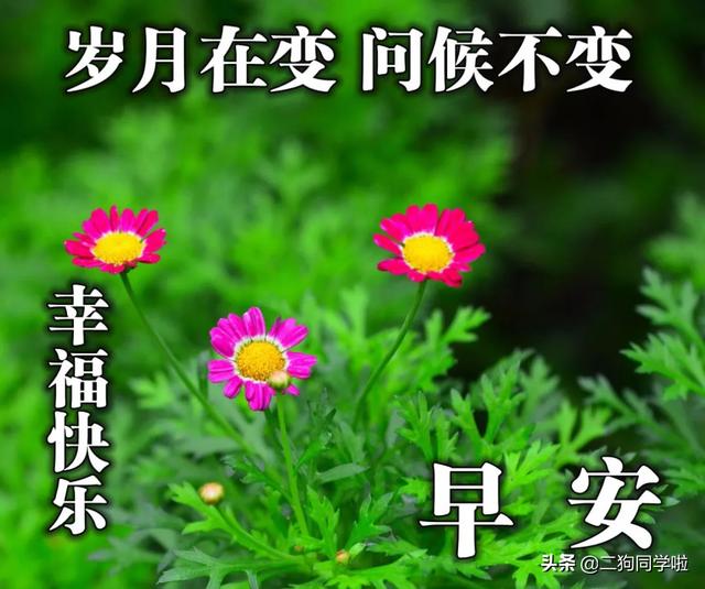 早上好问候语文字带图片 早上好表情包带字问候