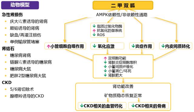 真相来了！长期吃二甲双胍伤不伤肾吗？