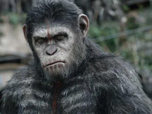 你认可进化论吗，为什么现在没有人猿进化成人了？