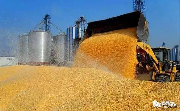 国内外玉米差价高达638元/吨！国内临储拍卖的玉米都去哪了？