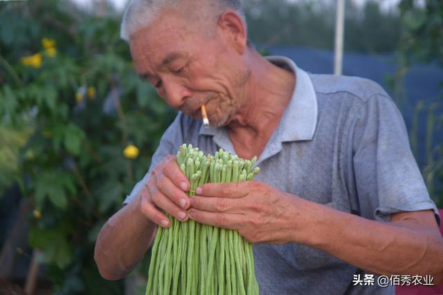 稳居蔬菜销量榜首位，农民种植热情空前高涨，加工成干菜有惊喜