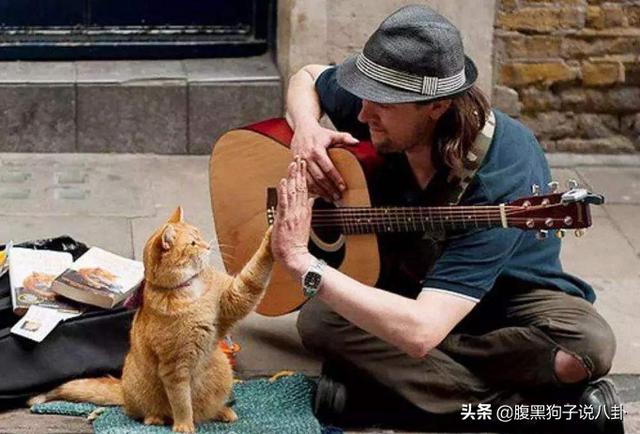 浪学来了、流浪猫鲍勃去世、唐禹哲恋上小13岁女
