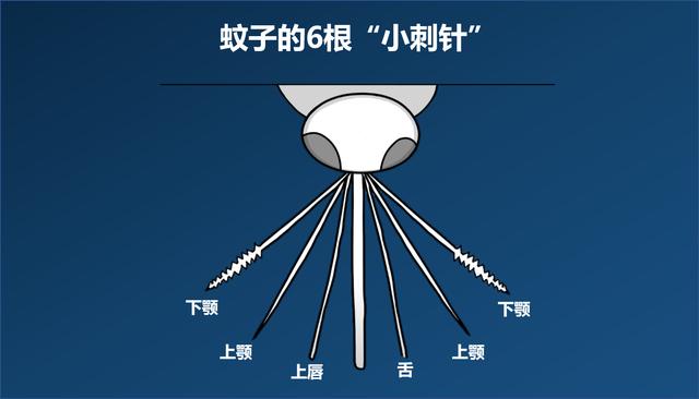 交配后才吸血？蚊子如何在短暂的一生中，让我们对其深恶痛绝？