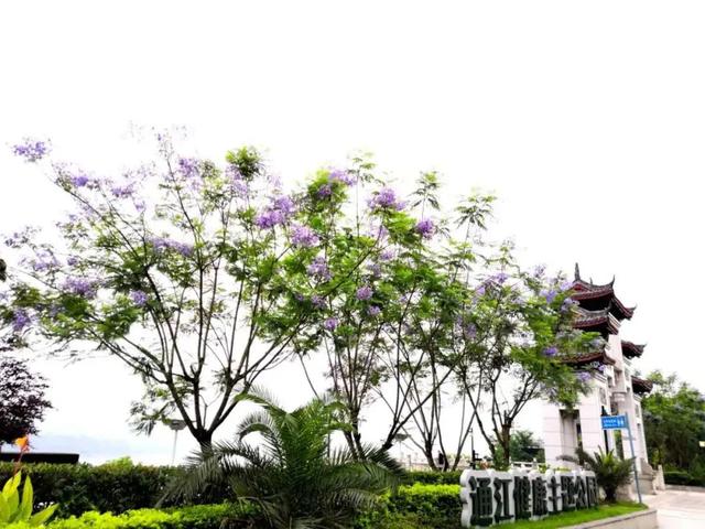 初夏的五月，重庆的蓝花楹开了。