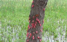 #入侵#福寿螺疯狂入侵洱海 这种外来物种可能你家乡也有