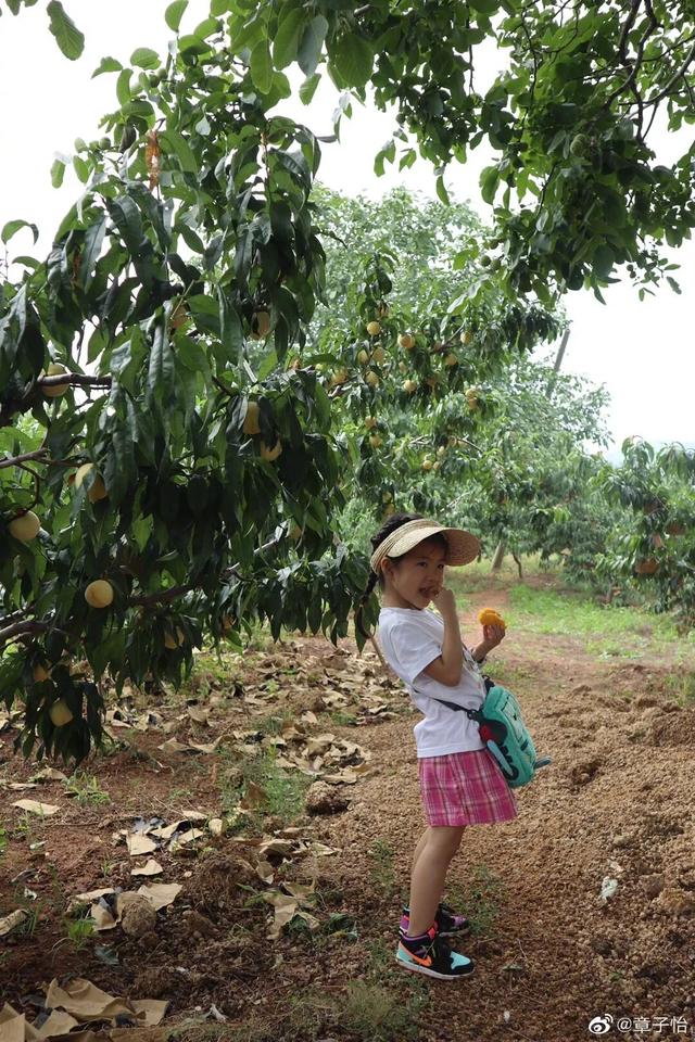 汪峰一家四口上山摘桃，章子怡小腹平坦，小苹果身高赶上妈妈