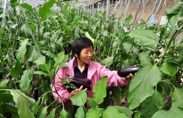 银保监出手！农业保险条件进一步明确！农业将