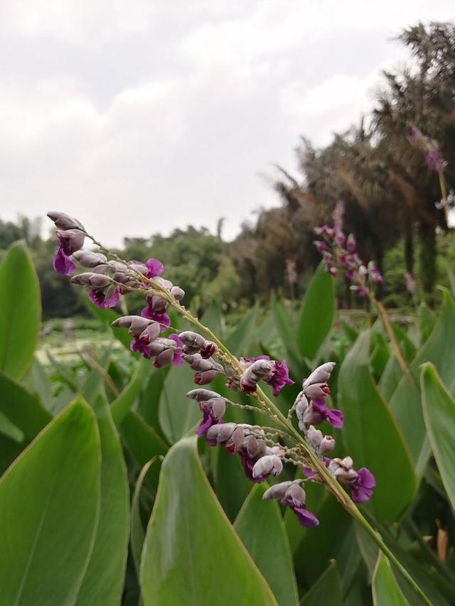 夏天来了，到南宁市里的这个天然氧吧，走花路