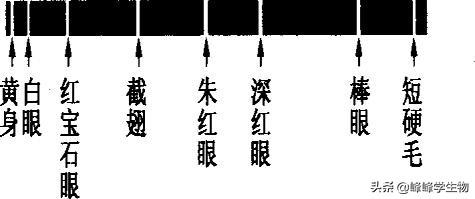 不懂基因是什么？一篇文章带你看懂基因的前世今生