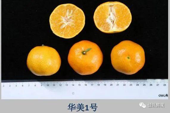 中柑所华美系列柑橘品种介绍