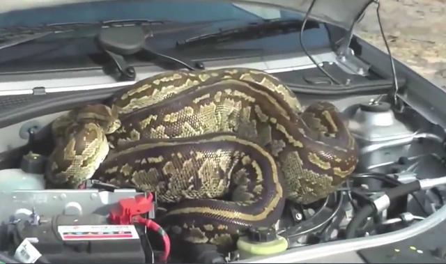 男子开车有动静，停车发现车里有只蛇，顿时不