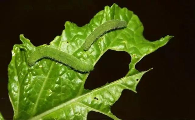 鳞翅害虫杀虫剂对比：甲维盐、虫螨腈、茚虫威、虫酰肼、虱螨脲