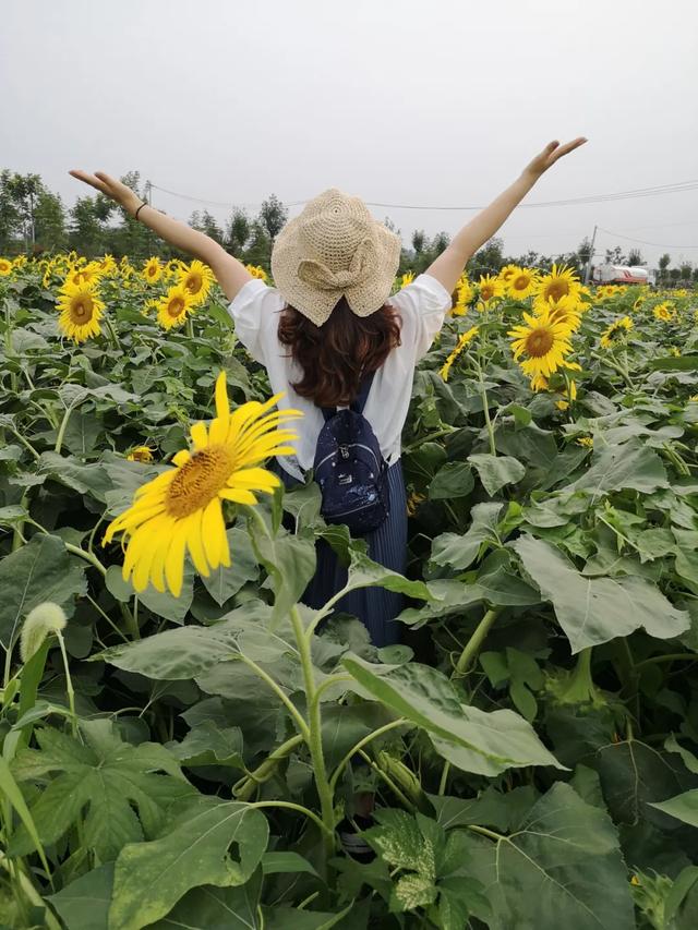 菏澤這個公園有一大片向日葵花田，美翻了…