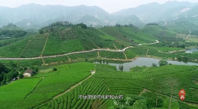 “武阳春雨”飘香“国际茶日”武义县长喊你来