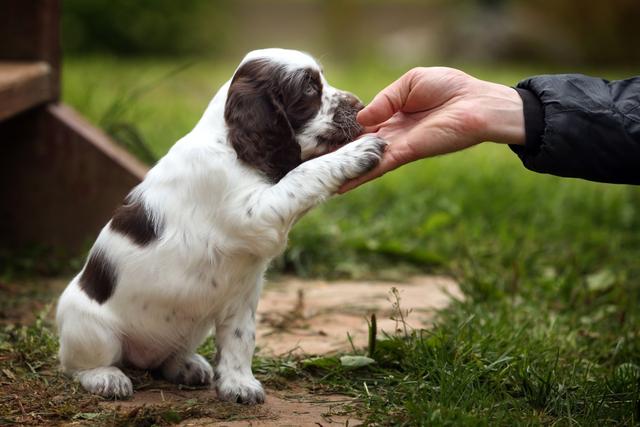 各种训犬方式大比拼！要花多少钱？哪种更适合狗狗？