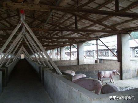 美国进口的猪肉和中国本土猪肉有什么区别？