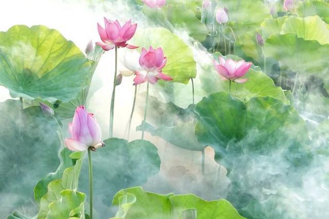 金月汇课堂：入伏倒计时！孕妈如何度过炎炎夏日
