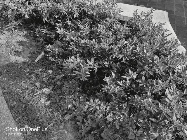 OnePlus 8 Pro深度体验！高素质屏幕下的真安卓旗舰