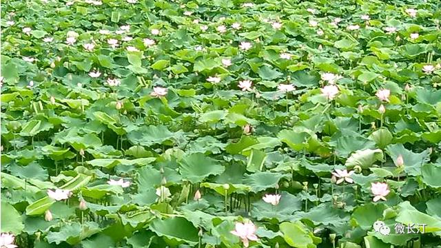 竹色溪下绿 荷花镜里香—长汀县四都镇楼子坝村莲子种植激励性扶贫项目见成效