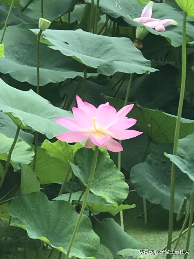 那些年——绿盖半篙新雨，红香一点清风