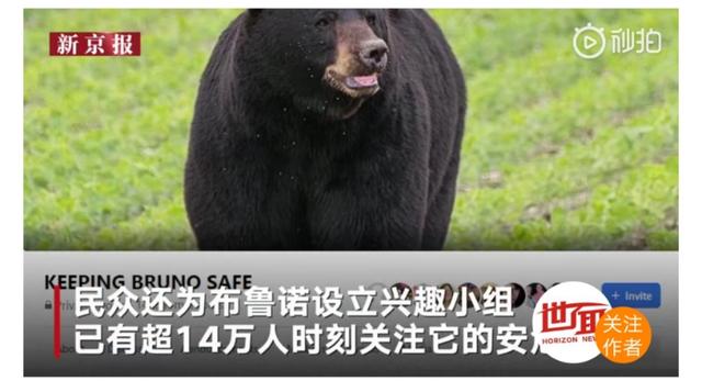 脱单：美国黑熊为脱单徒步650公里 成为新网红