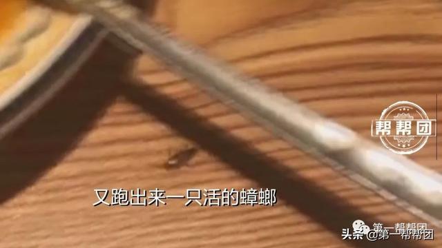 在菜里吃出“油炸蟑螂”，拍视频又惊现活蟑螂